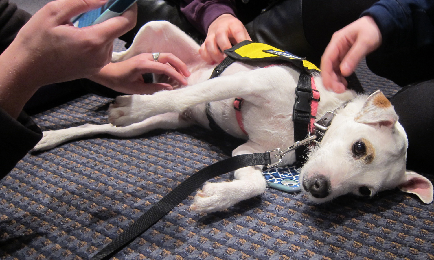 syracuse_pet_therapy_programs_patches