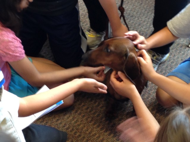 Lumpi at Cherry Road School's Wellness Day