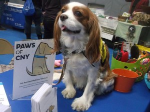 Allie Elmcrest Wellness Fair Syracuse Pet Therapy