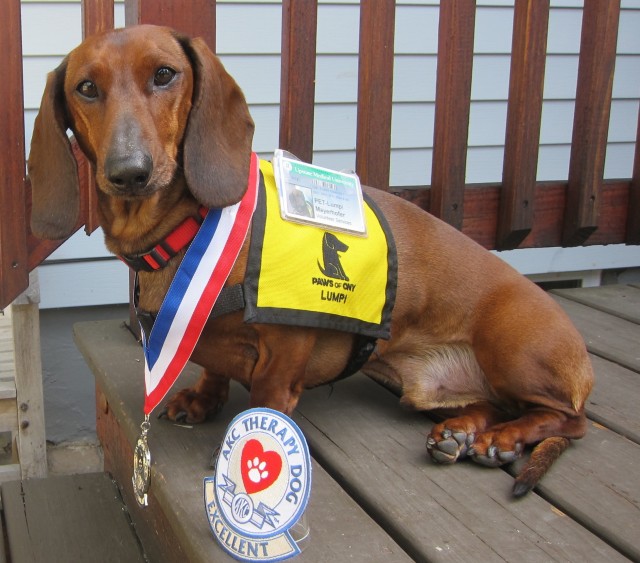 Therapy dog Lumpi earns THDX title