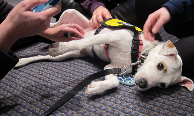 Patches enjoys spending time with students at the launch of Syracuse University's new health magazine