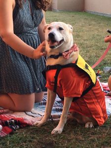 college_pet_therapy_syracuse_university_dutch