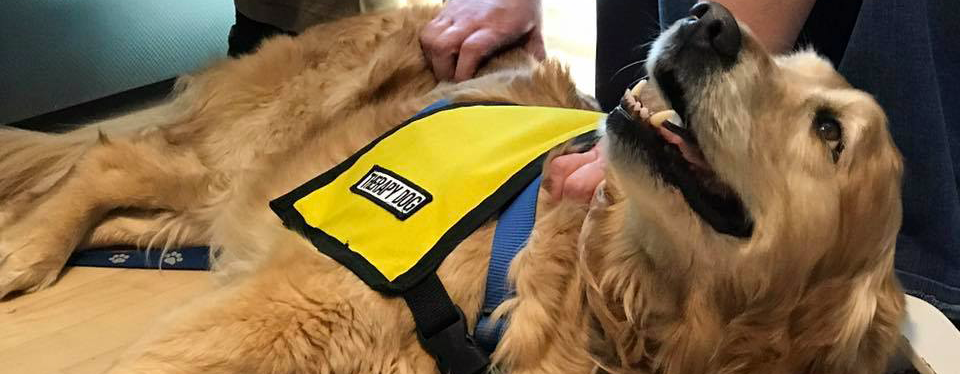 akc therapy dog vest