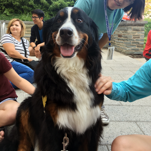 Pet_Therapy_Syracuse_University_Stella_1