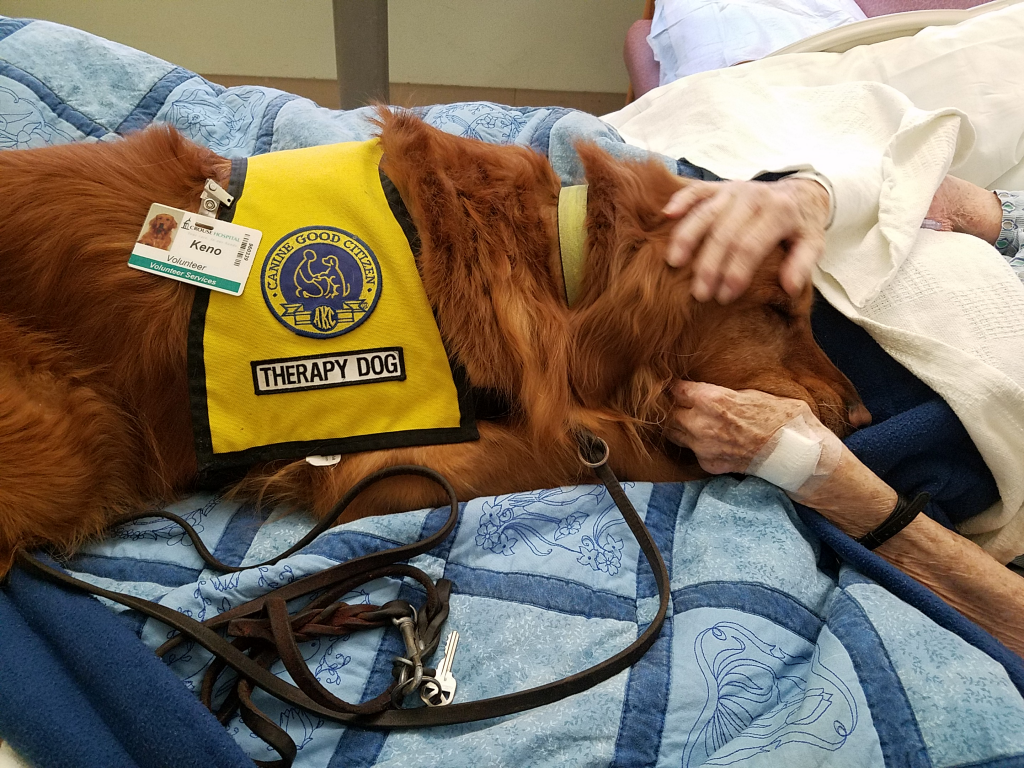 are therapy dogs allowed in hospitals