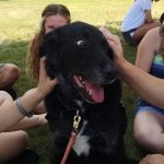 college-pet-therapy-oswego-bert-loved
