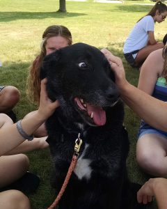 college-pet-therapy-oswego-bert-loved