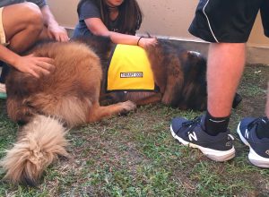 college_pet_therapy_syracuse_university-chase