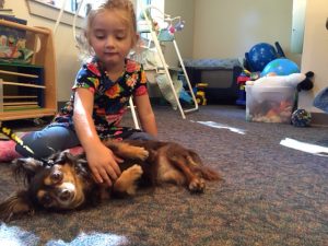 pet-therapy-skaneateles-dachshund-belly-rub
