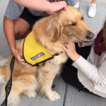 pet_therapy_syracuse_collge_visit_ellie_2