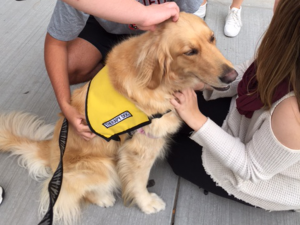 pet_therapy_syracuse_collge_visit_ellie_2