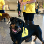 airport_pet_therapy_syracuse_diva