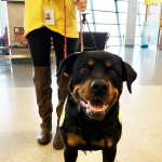 airport_pet_therapy_syracuse_diva_3