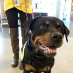 airport_pet_therapy_syracuse_diva_5