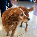 airport_pet_therapy_syracuse_flyer