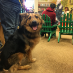 Barnes & Noble Bookfair Syracuse Pet Therapy