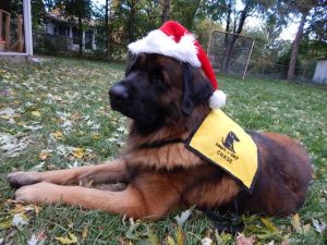 Chase Holiday Pet Partner Therapy Dog
