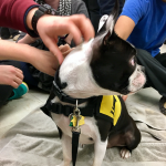 pet_therapy_morrisville_aberdeen_3