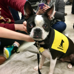 pet_therapy_morrisville_boston_terrier