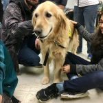pet_therapy_morrisville_cody_5