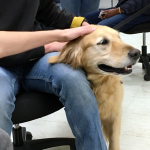 pet_therapy_morrisville_cody_lap