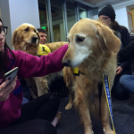 syracuse_university_pet_therapy_piper_ellie