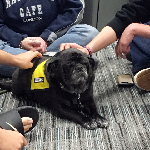 Pet Therapy at Syracuse University's Brewster Hall with Quincy