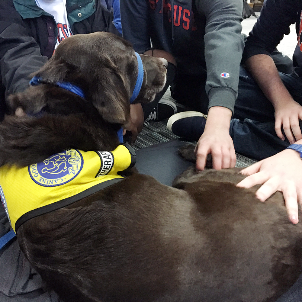 Pet Therapy at Syracuse University's Brewster Hall with Blue