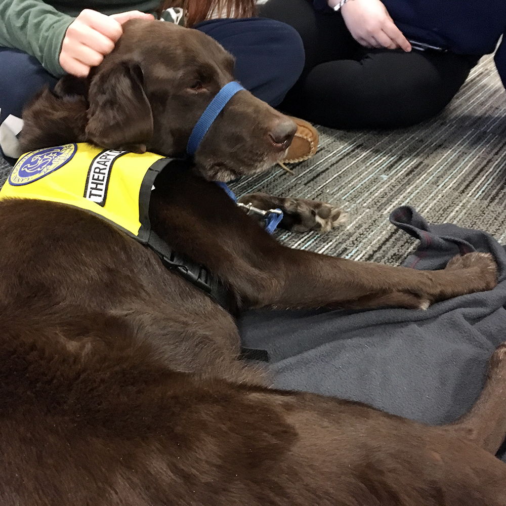 Pet Therapy at Syracuse University's Brewster Hall with Blue the Chocolate Lab