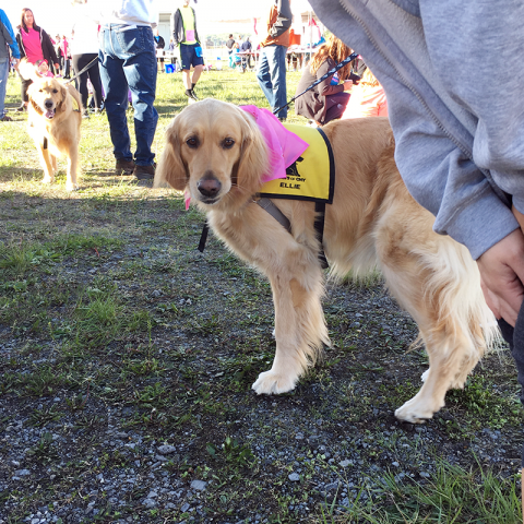 Therapy Dog Ellie meets with participants at the Race for the Cure