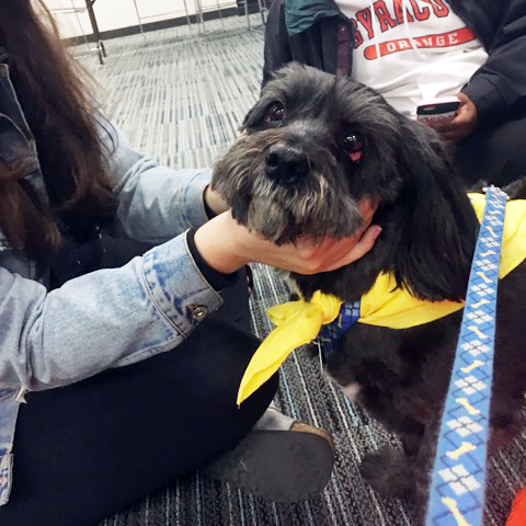 Syracuse University Pet Therapy Visit at Brewster_Hall with Sparky