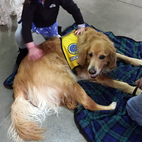 Pet-Therapy Teams at Syracuse Kids Expo - Cody