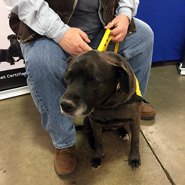 Pet-Therapy Teams at Syracuse Kids Expo - Olive