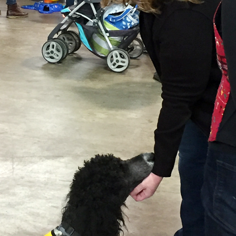 Pet-Therapy Teams at Syracuse Kids Expo - Yuki