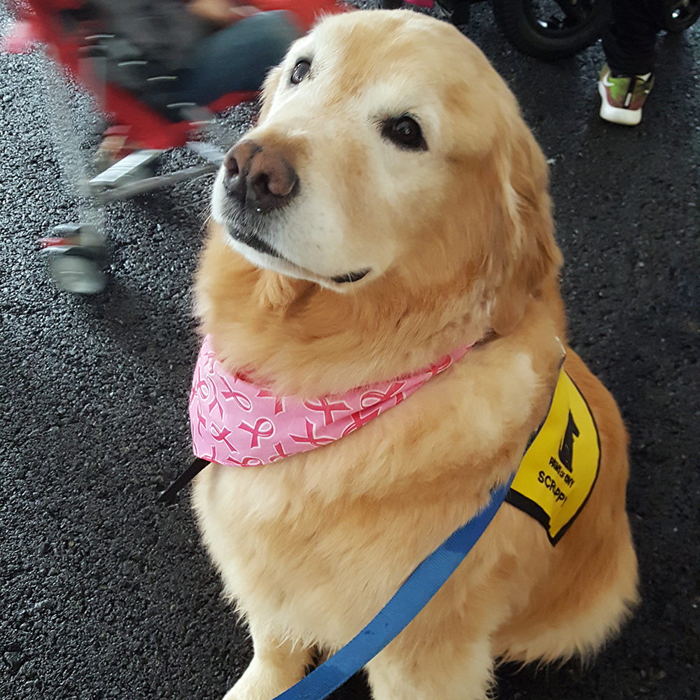 Syracuse Komen Race for the Cure Pet Therapy