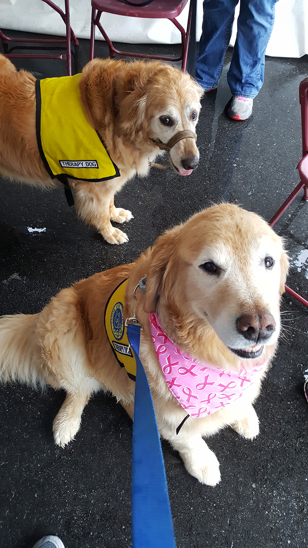 Syracuse Komen Race for the Cure Pet Therapy