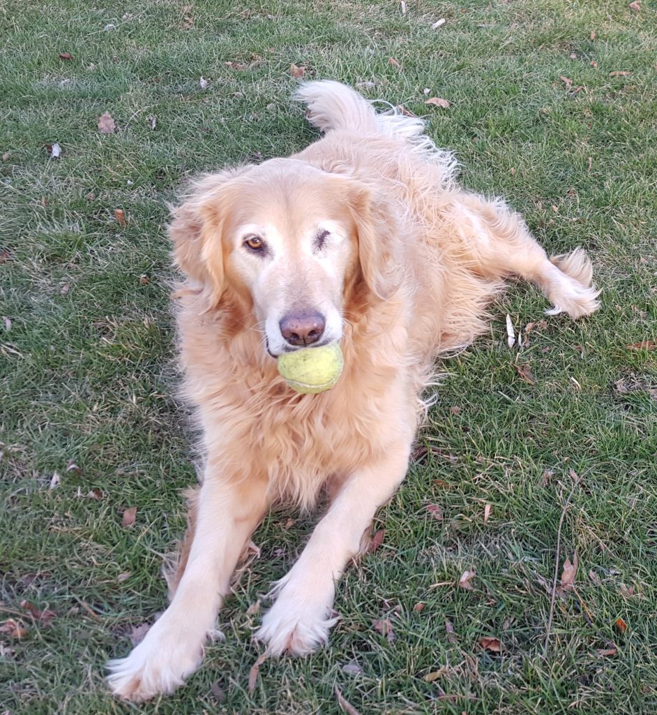 Retired Therapy Dog Cheddar