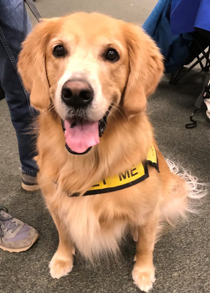 Retired Therapy Dog Cody