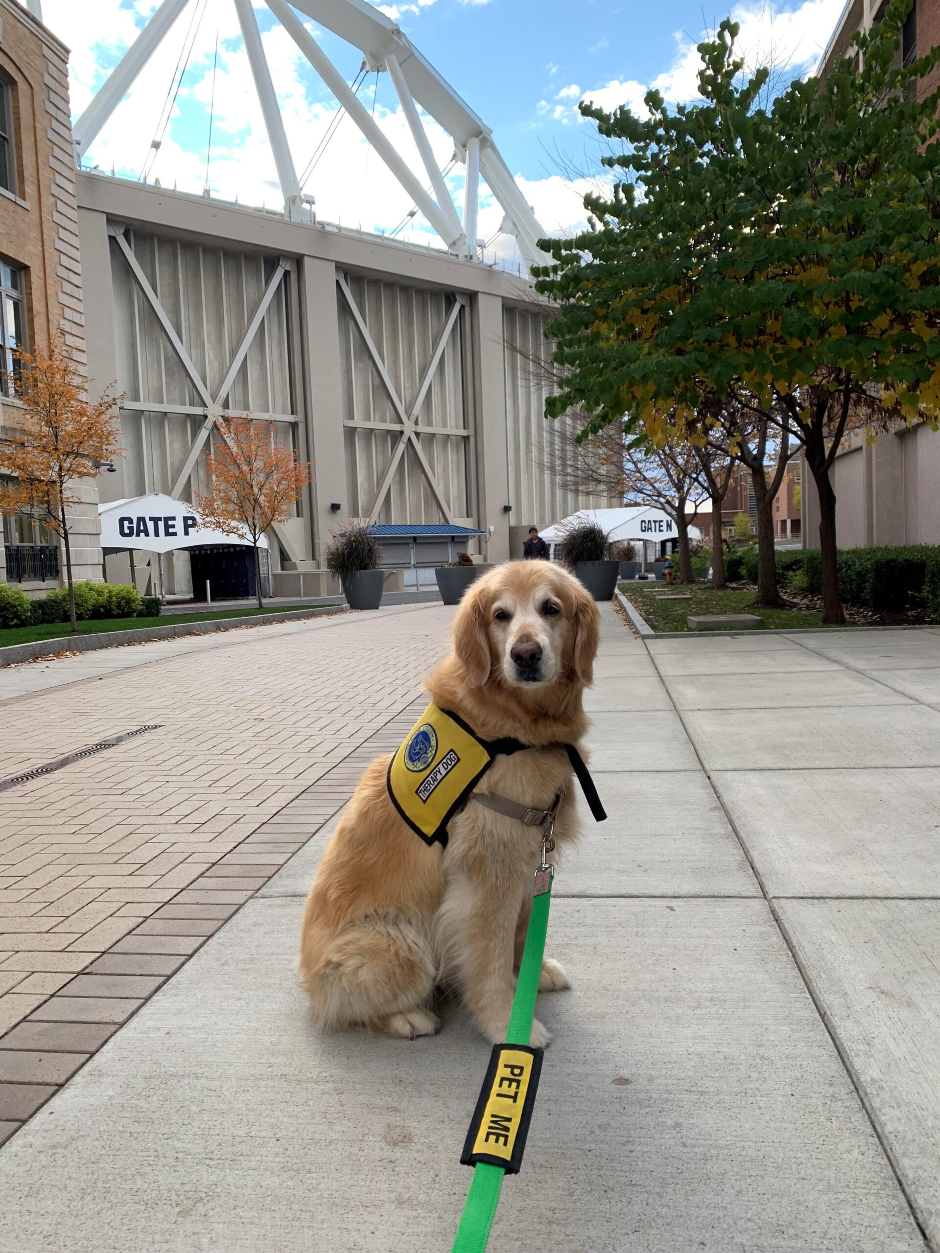 Retired Therapy Dog Ellie