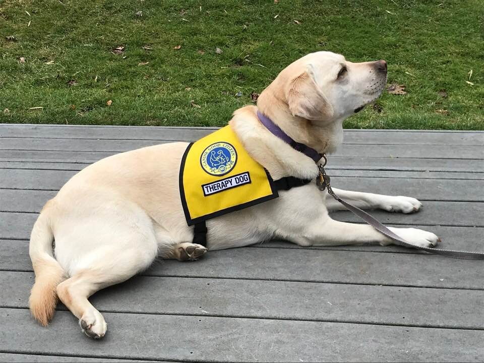 Retired Therapy Dog Lea