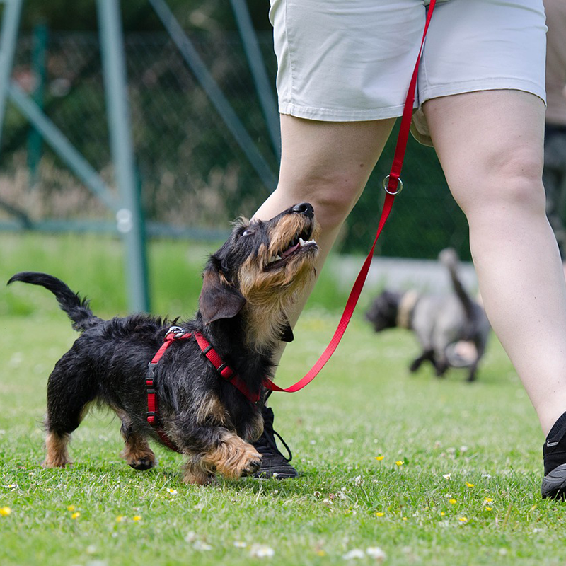 Pet_Therapy_Not_Obedience_Certificate