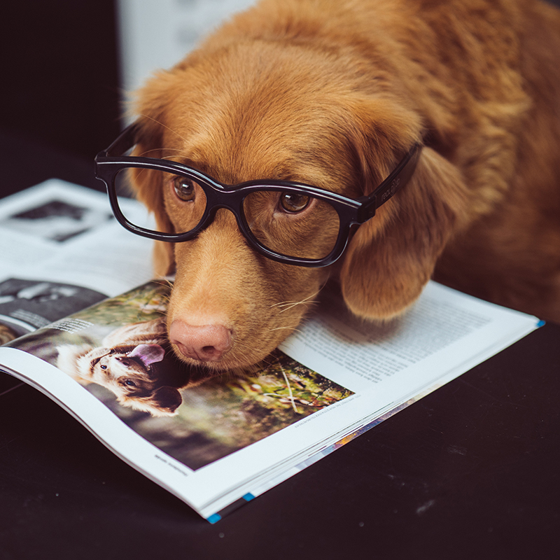 Therapy_Dogs_Not_Office_Dogs