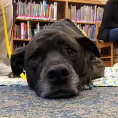 Central New York Pet Therapy Reading Programs