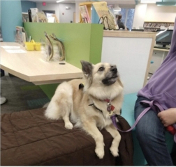 Central New York Pet Therapy Reading Programs