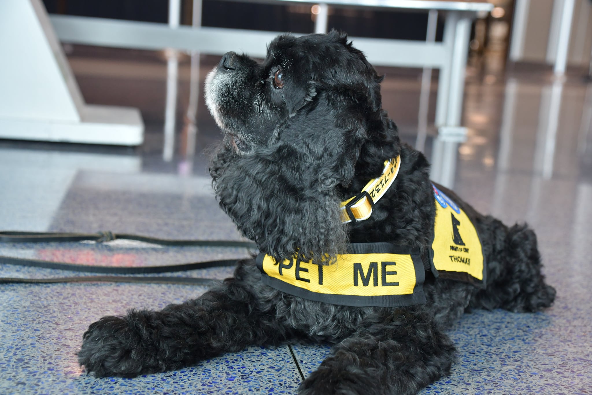Syracuse Airport Pet Therapy